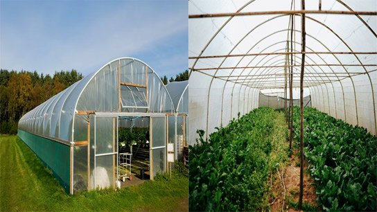 Farmers' choice for crop protection: Low-cost polyhouses