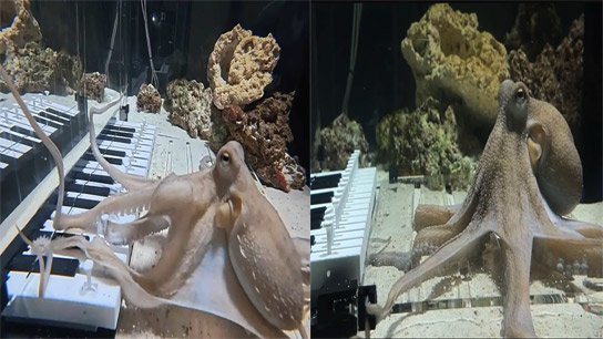 Octopus Learns to Jam with a Guitarist After a Crazy 6-Month Training