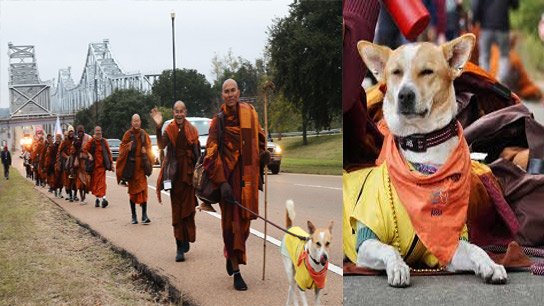 Kolkata's dog companion! 19 Buddhist monks walk through America to spread a message of peace