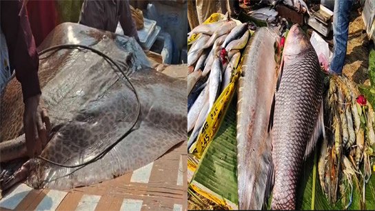 The popular Hooghly Fish Fair has been held for 519 years