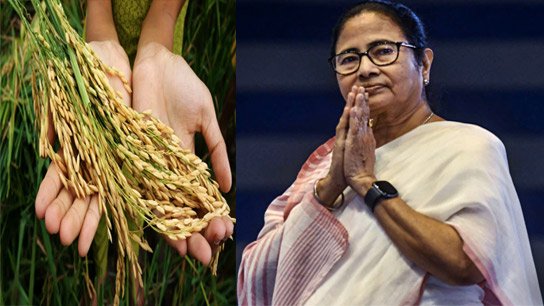 Four new varieties of high yielding rice developed to combat drought and floods