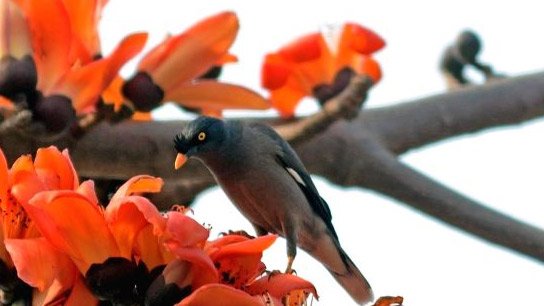 Weather Updade in West Bengal
