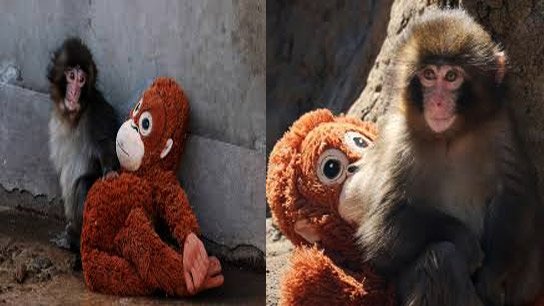 'Punch' grows up with a small soft toy as his companion, tearful video wins over netizens