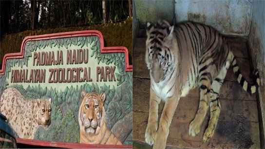 After a decade, Royal Bengal's nails get clipped, causing a stir at Darjeeling Zoo
