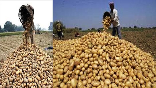 Farmers will benefit, market prices will be under control; Market prices will be under control