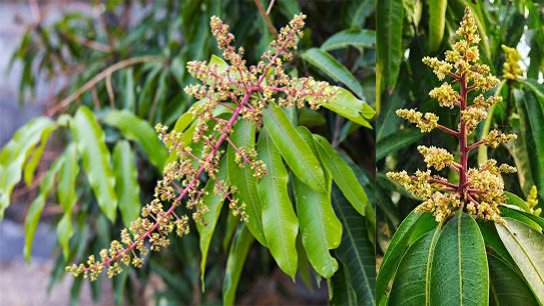 West Bengal Weather Update