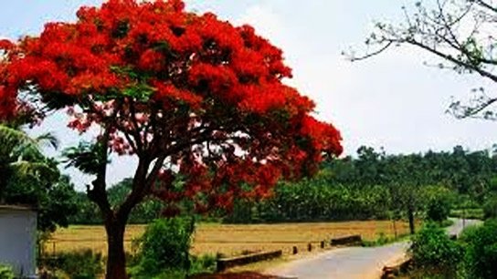 Summer is coming in spring, temperatures will rise again after the rains