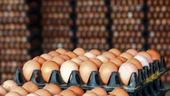 Egg prices increase by 6 taka per tray