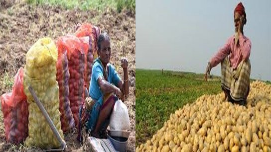 Bengal's potato farmers in unprecedented crisis, complications are increasing