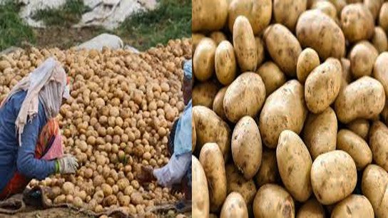 Potato prices at rock bottom! Bengal farmers in distress