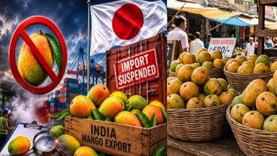 Japan deals major blow to India's mango exports