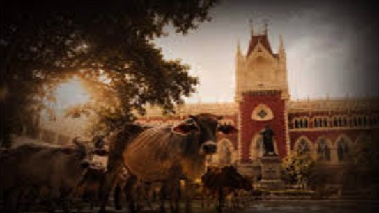 Calcutta-High-Court High Court upholds ban on cow slaughter
