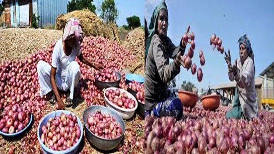 Farmers selling onions from Solapur to Nashik are getting only 50 paise per kilo