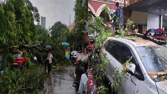Thunderstorm, rain in Kolkata! Many trees were broken in the storm!
