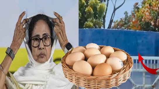 Eggs must be prevented, 'View Cutter' sits in Mamata's backyard