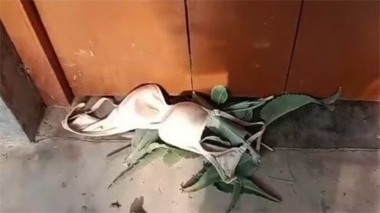 Shocking incident of woman's underwear in front of classroom at school in Purbasthali