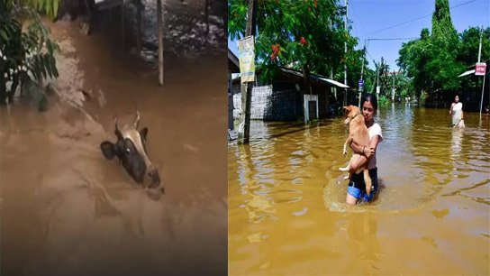 Death march in Assam due to terrible floods, more than three lakh people displaced