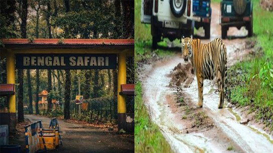 Great news! New guest coming to Bengal Safari Park