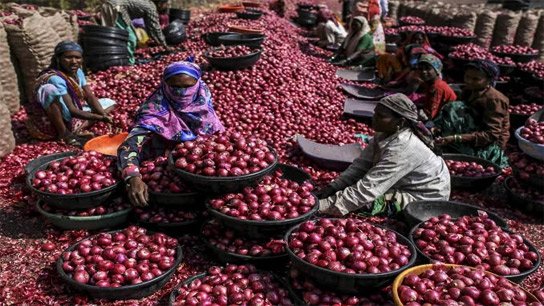 Hand on our people's heads! Wholesale onion prices increase by more than 51 percent