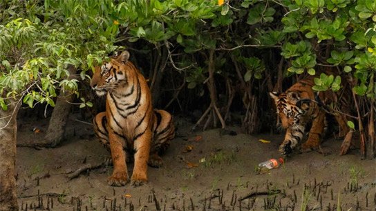 Worrying picture in the Sundarbans! Plastic paws in the deep jungle of the Sundarbans