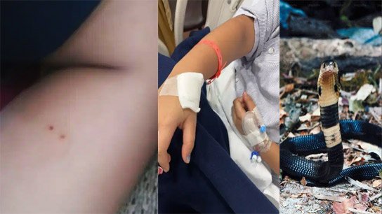 A class 3 student was bitten by a snake while going to the toilet at a famous school in Kolkata