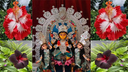 Why is Manasa Puja celebrated in rural Bengal, do you know its significance?
