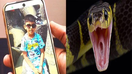 Snake bite at Kolkata school again: First-grade student of Mitra Institution admitted to hospital