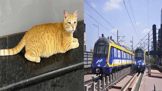 Mumbai Metro's official 'Chief Feline Officer' is now a yellow cat