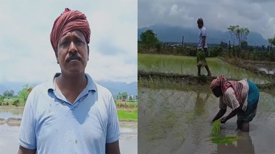 Farmers engaged in cultivation of native rice; A touch of tradition is returning to organic farming in Uttar Palash of Siliguri