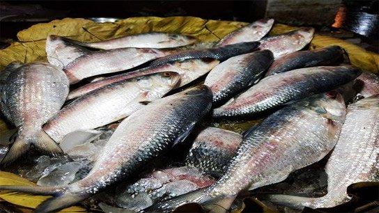 Don't eat 'India's' hilsa! Bangladesh government bans import of silverfish from India