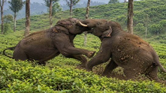 Two tusk-bearing elephants clash over mate rights at Dudhia Longview Tea Estate in Kurseong