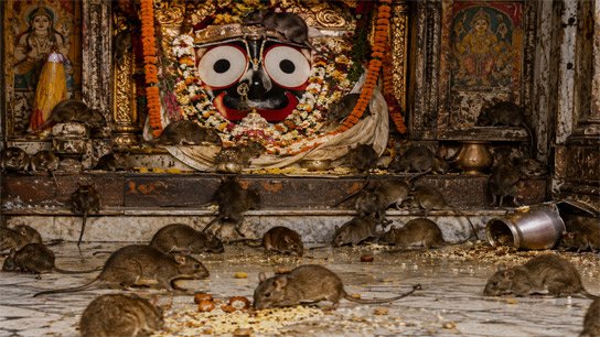 Rats infest the sanctum sanctorum of Sri Jagannath Temple in Puri