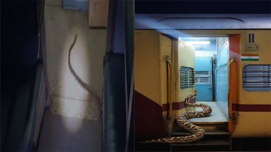 A huge poisonous Kalach snake is roaming around on the train! Where is the railway's sense?