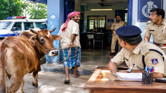 Cow worth 32 thousand taka gives only 3 liters of milk! Complaint of cheating; Cowherd comes straight to the police station with the cow
