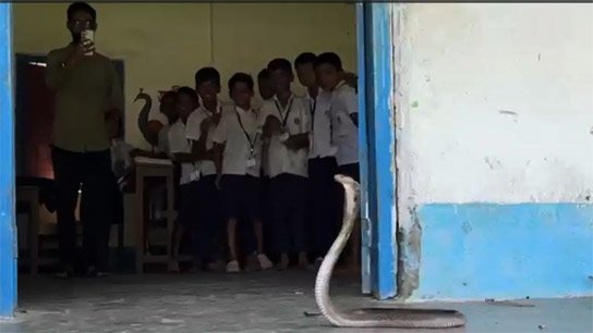 4.5-foot venomous snake lifts its hood from the classroom door! Extreme panic in Dhupguri primary school