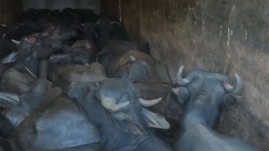 40 buffaloes rescued from broken down lorry in Dhupguri