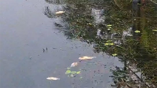 A massive fish plague suddenly appeared in the water body at Ecopark in Newtown