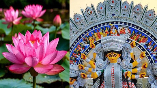 West Bengal is meeting the demand for Ashtami and Sandhi Puja with huge production of native lotus