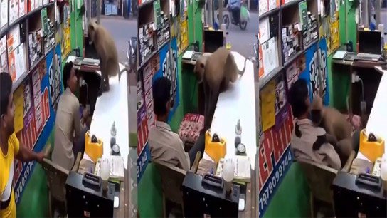 Hanuman suddenly hugs a young man! CCTV footage of a strange incident in Odisha goes viral
